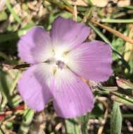 Image de Sidalcea calycosa subsp. rhizomata (Jeps.) S. R. Hill