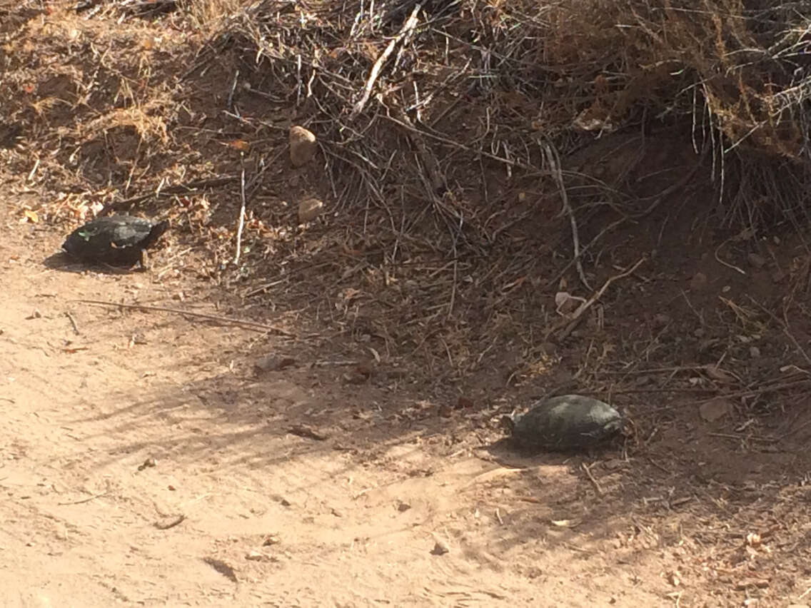 Image of slider turtle, red-eared terrapin, red-eared slider