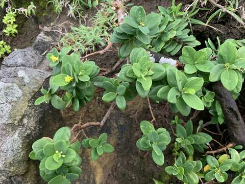 Image of Wikstroemia retusa A. Gray