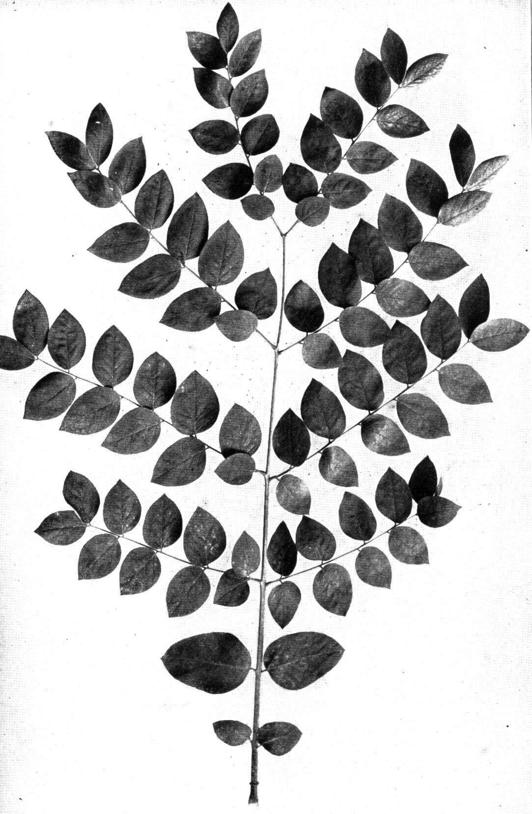 Plancia ëd Gymnocladus dioica (L.) K. Koch