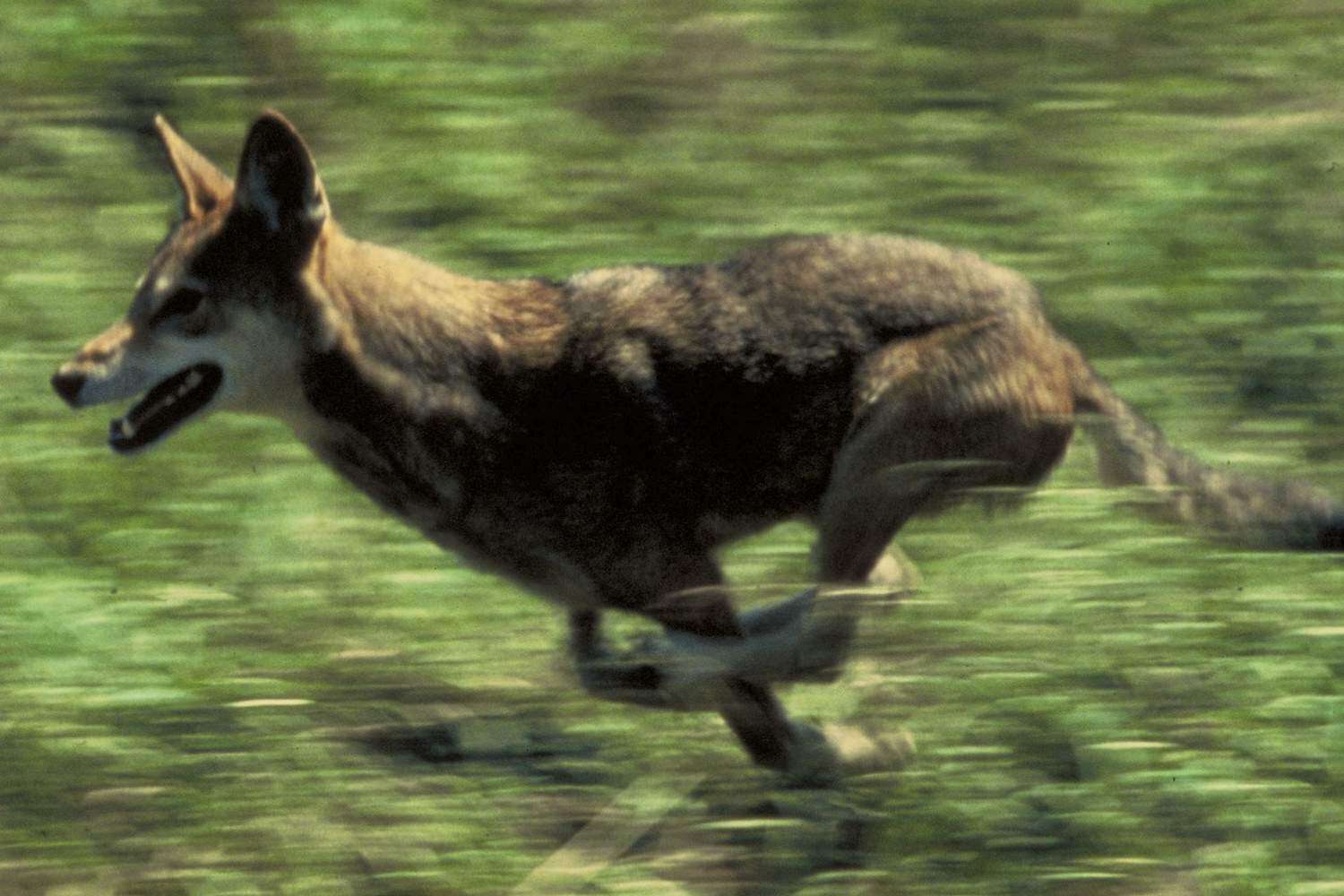 Image of Red wolf