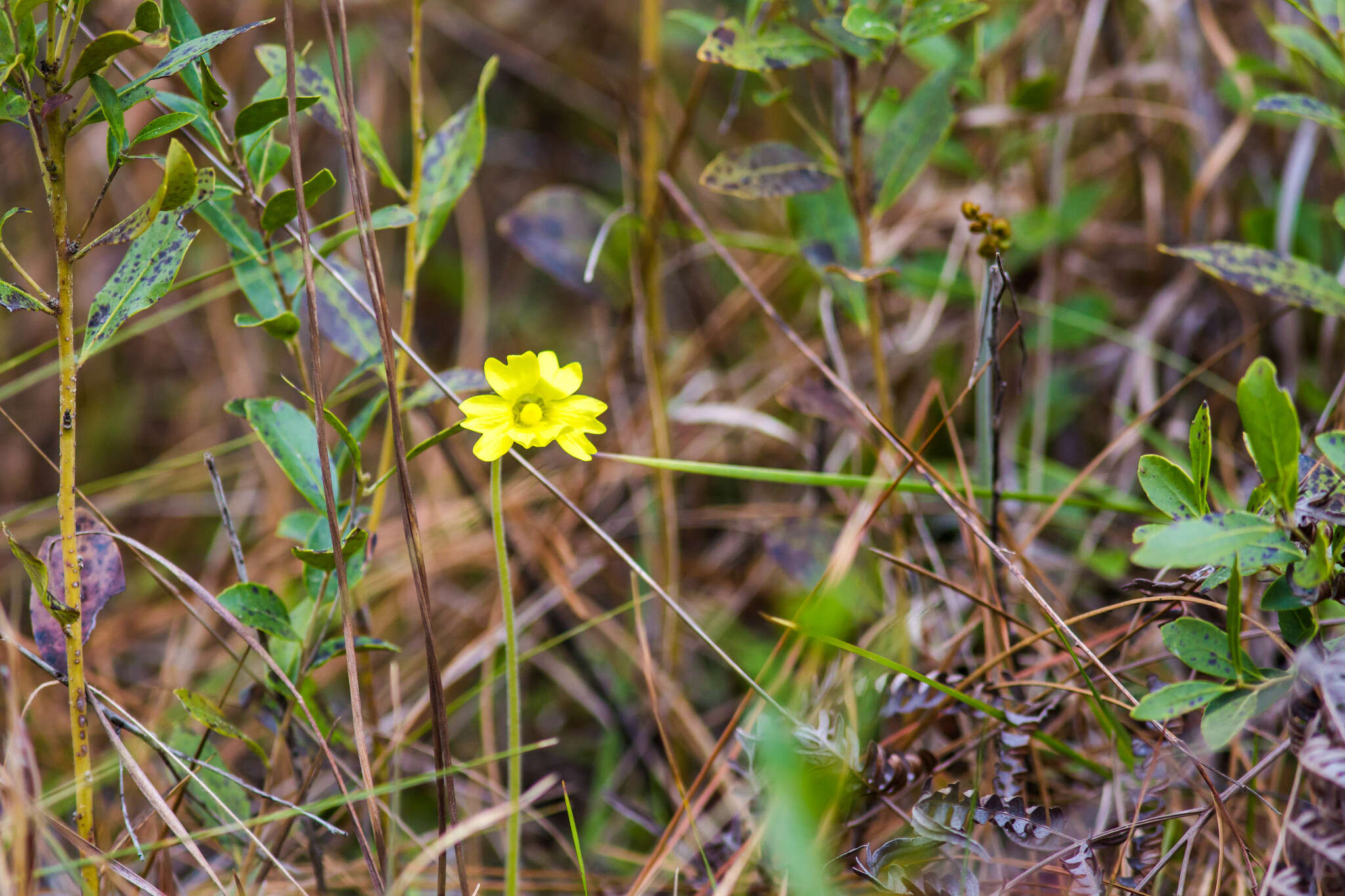 Image of yellow butterwort