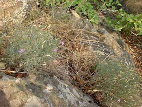 Dianthus hypanicus Andrz.的圖片