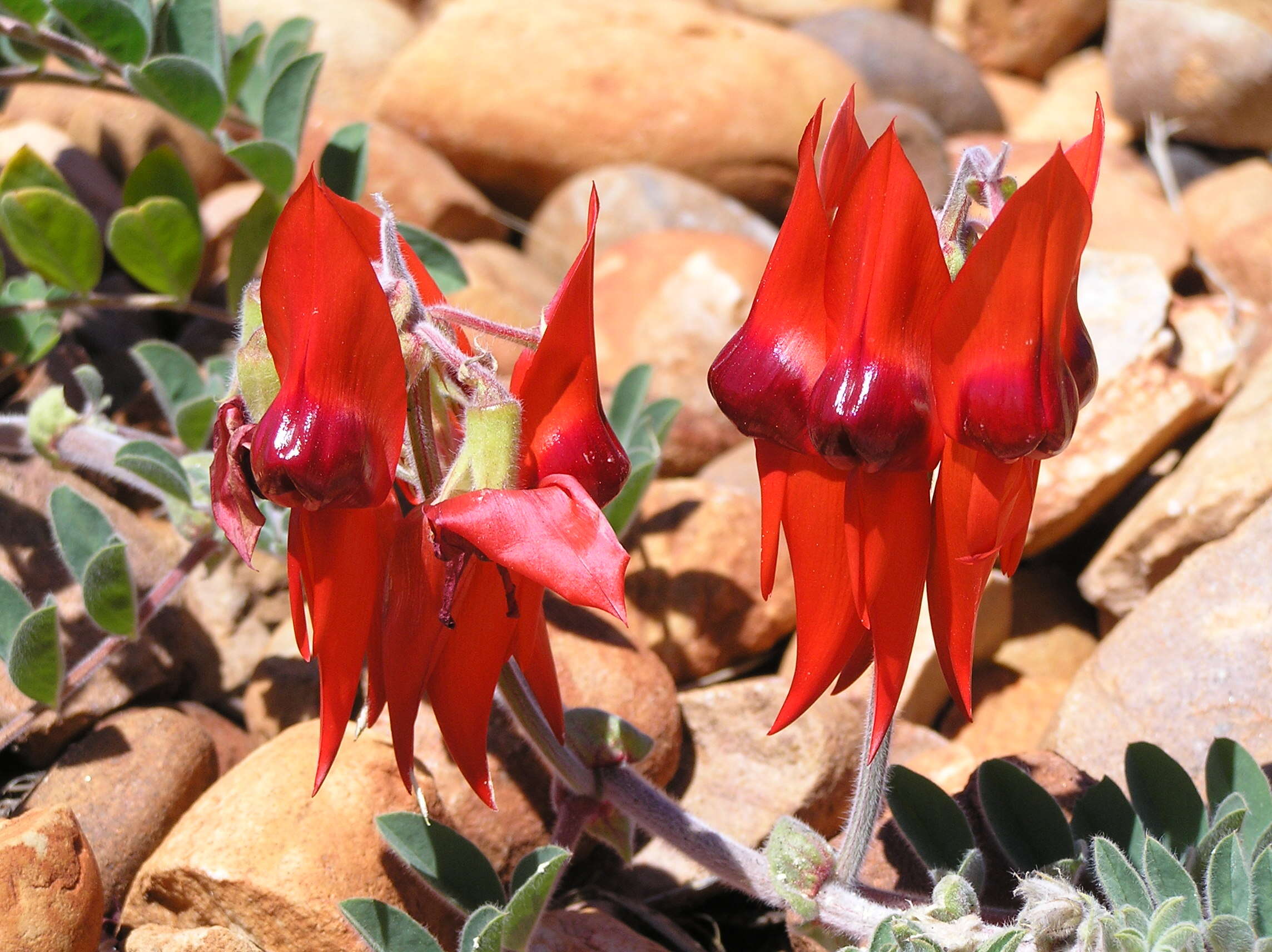 Plancia ëd Swainsona formosa (G. Don) J. Thompson