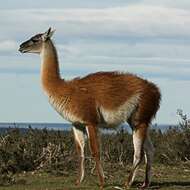 Image of Guanaco