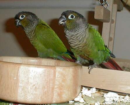 Image of Green-cheeked Conure