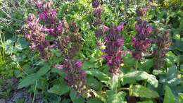 Imagem de Salvia spathacea Greene