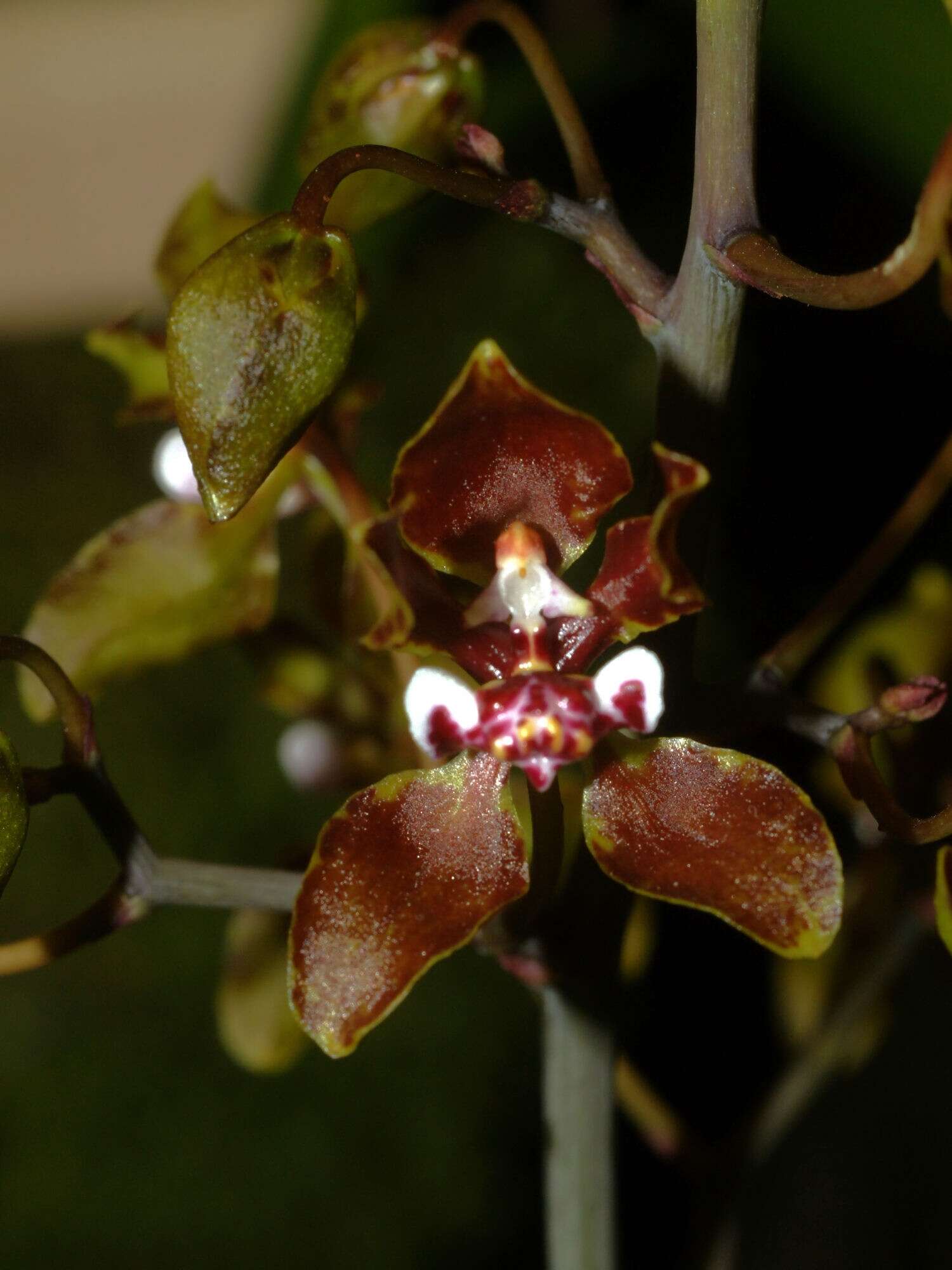 Image of dancinglady orchid