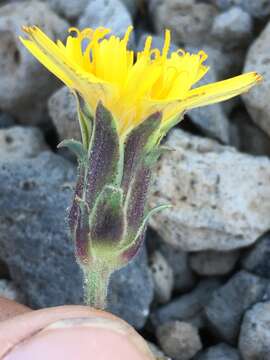 Image de Agoseris monticola Greene