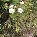 Image of Tampa prairie clover