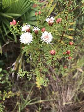 Image of Tampa prairie clover