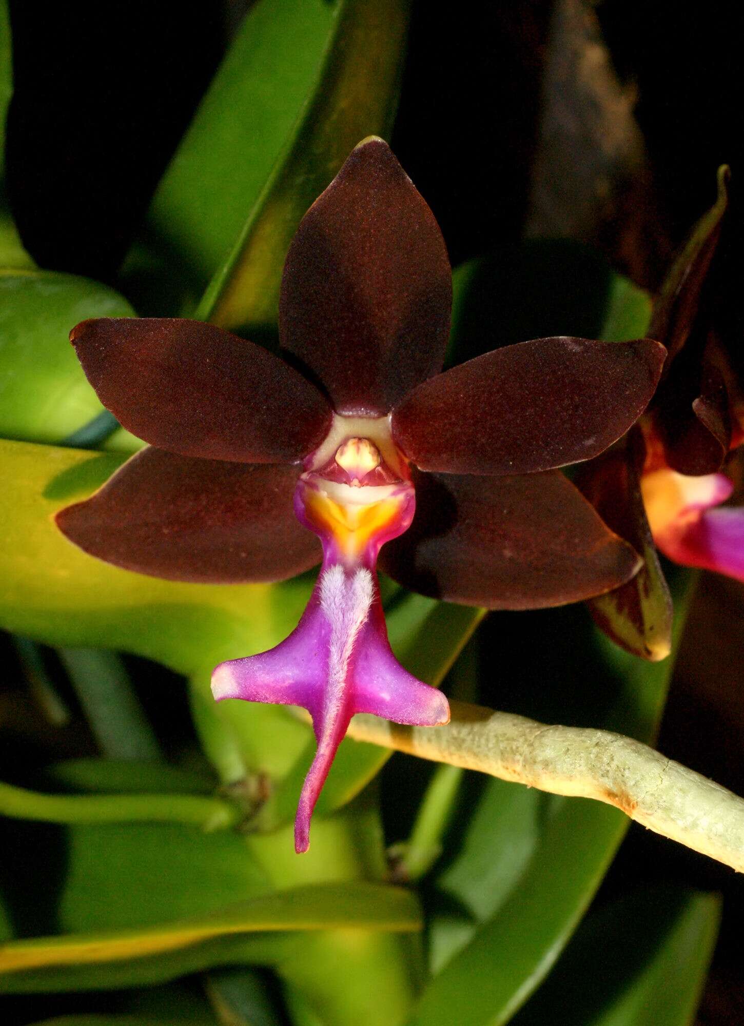 Trichoglottis atropurpurea Rchb. fil. resmi