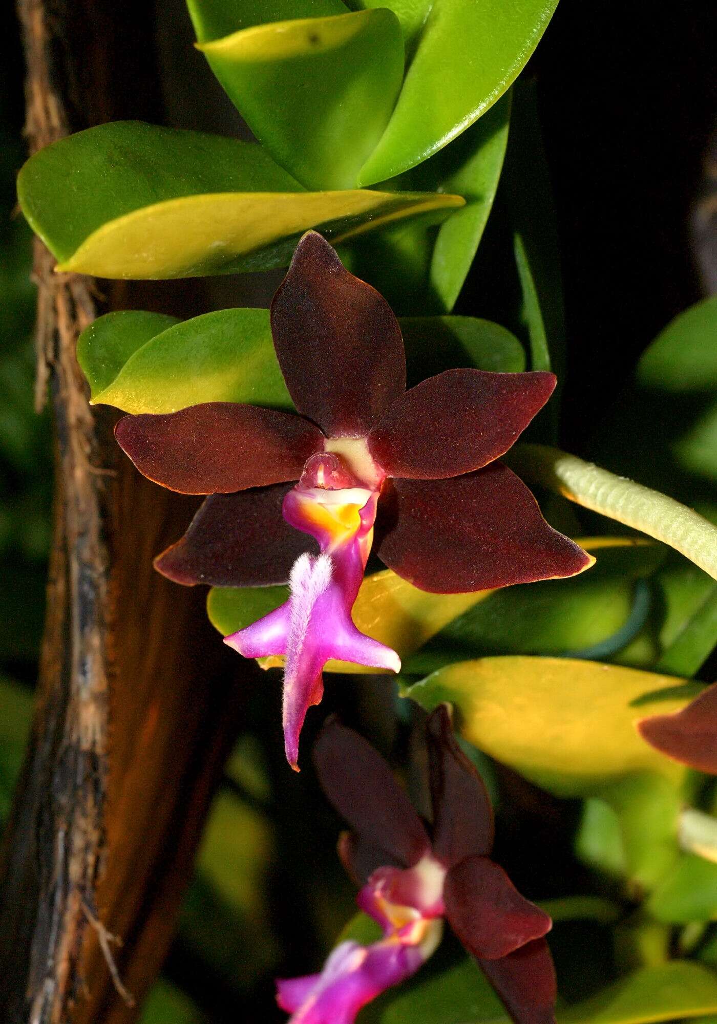 Trichoglottis atropurpurea Rchb. fil. resmi