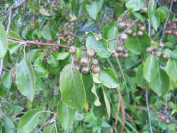 Image of Bradford Pear