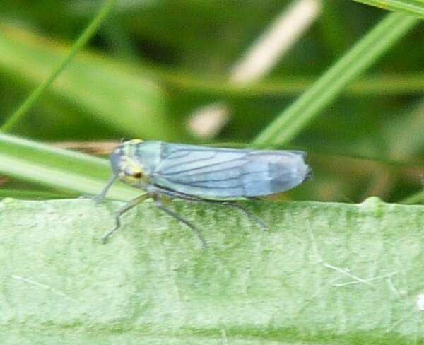 صورة Cicadella viridis (Linnaeus 1758)