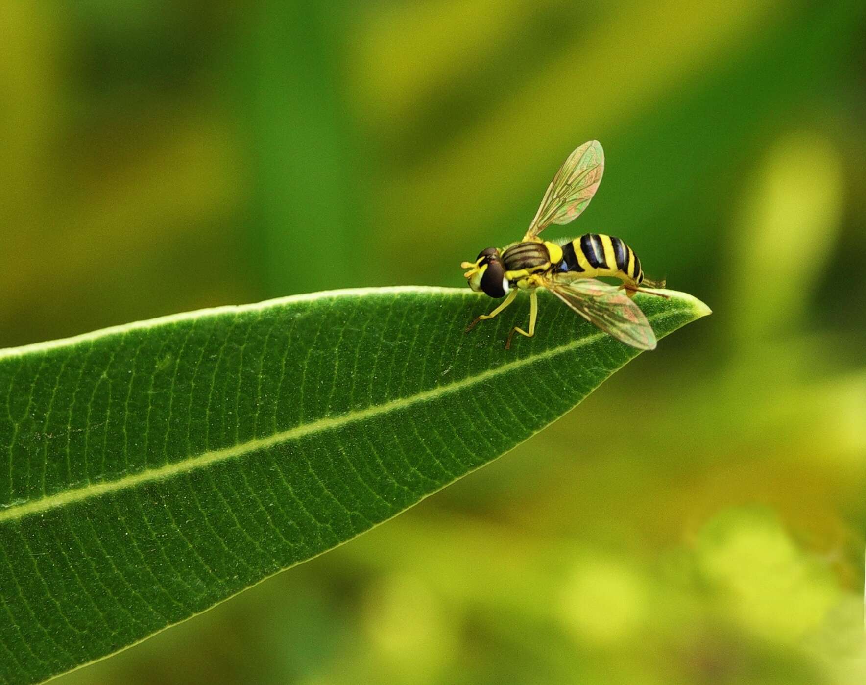 Sphaerophoria scripta (Linnaeus 1758) resmi