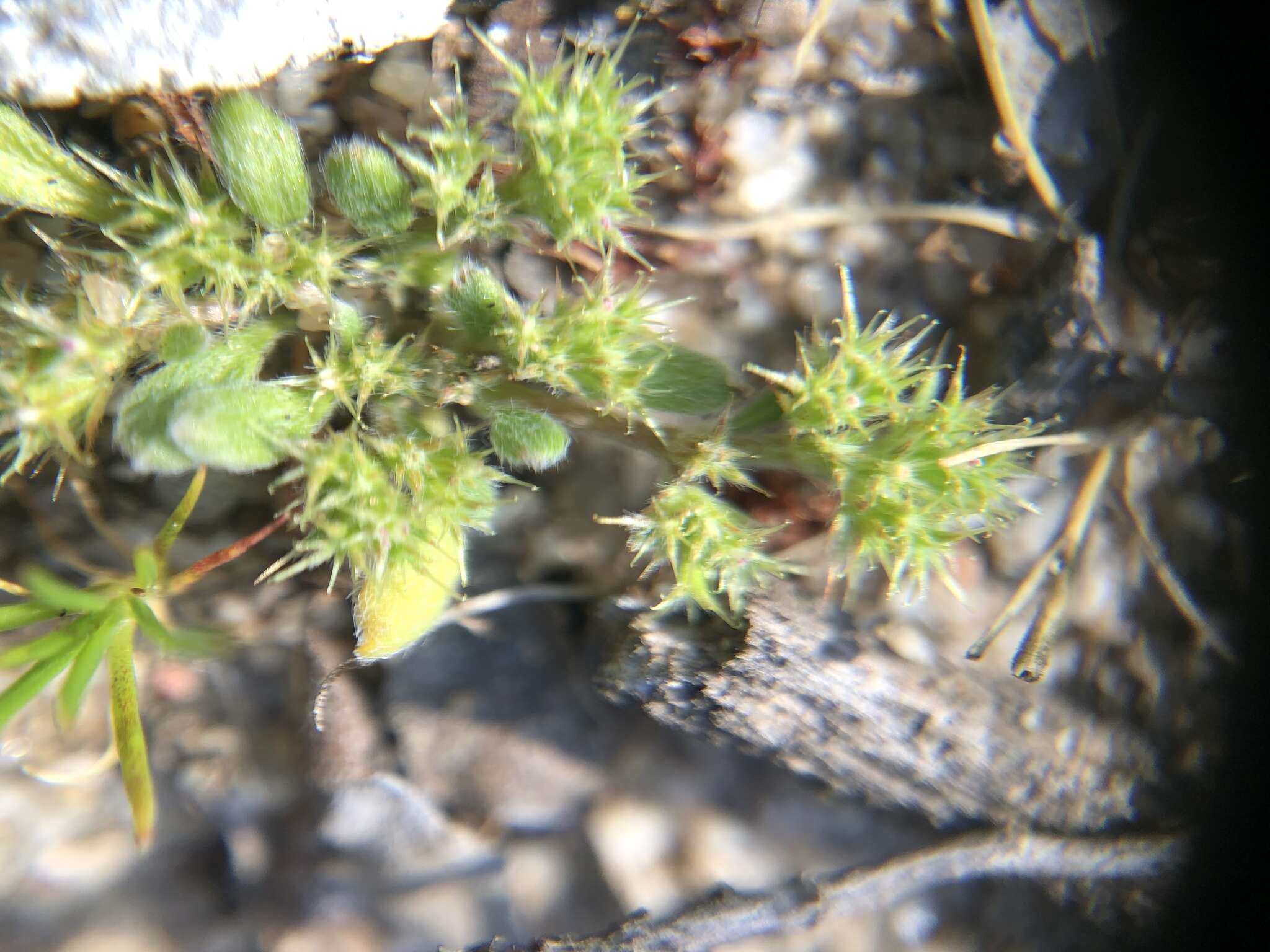 Image of Chorizanthe minutiflora R. Morgan, Styer & Reveal