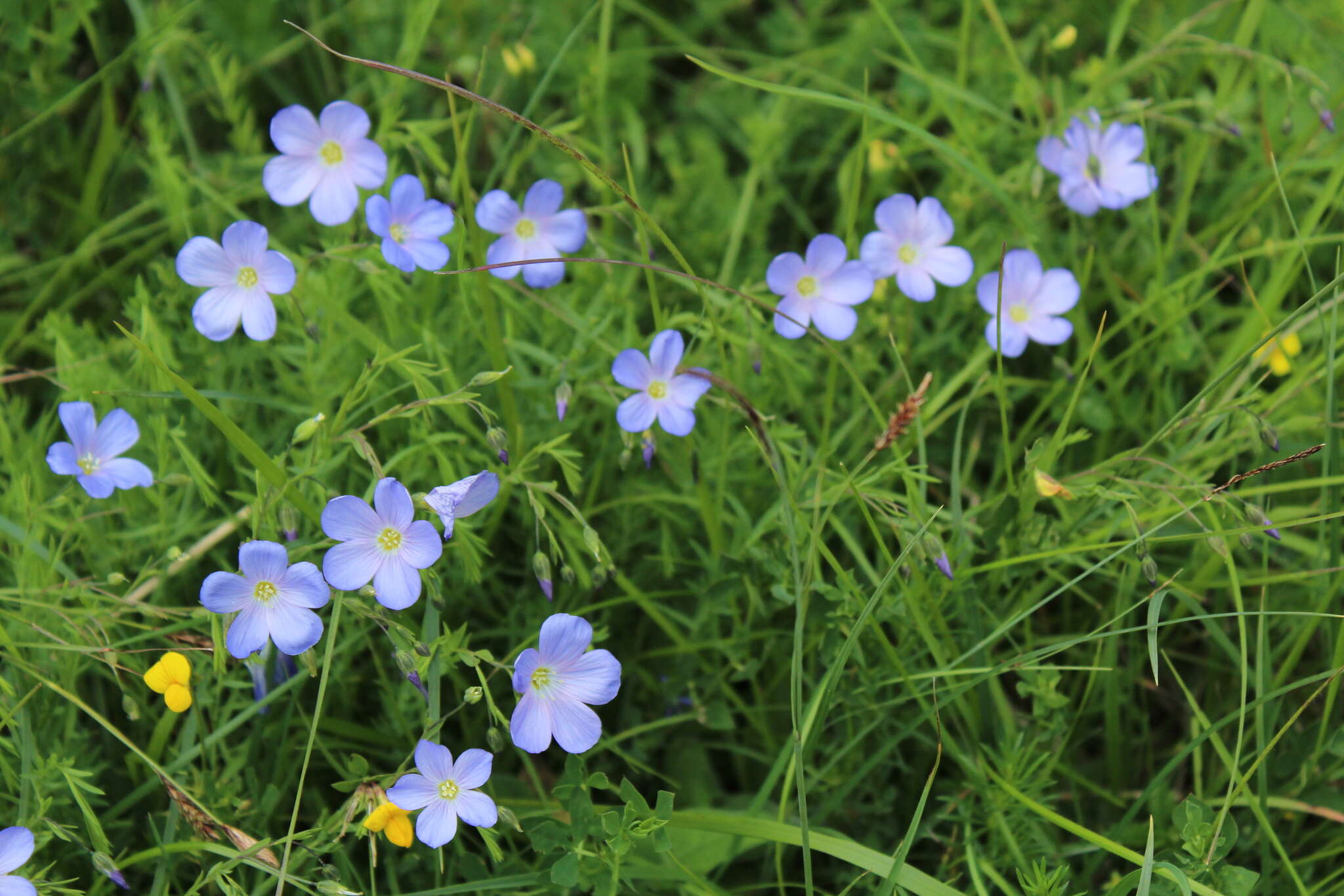 Image of Linum alpinum Jacq.