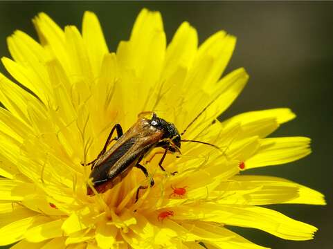 Image of few-leaved hawkweed