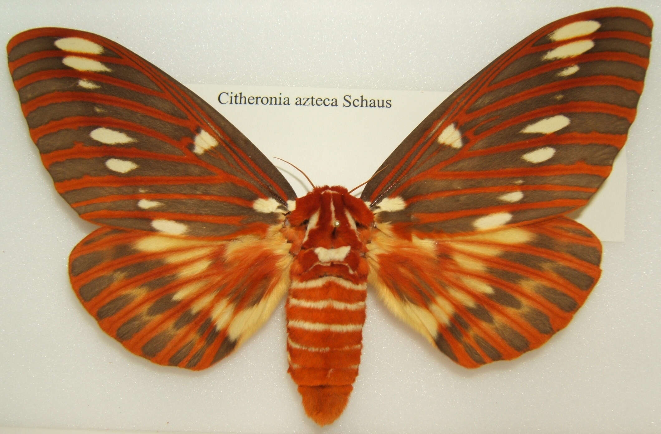 Image of Citheronia azteca Schaus 1896