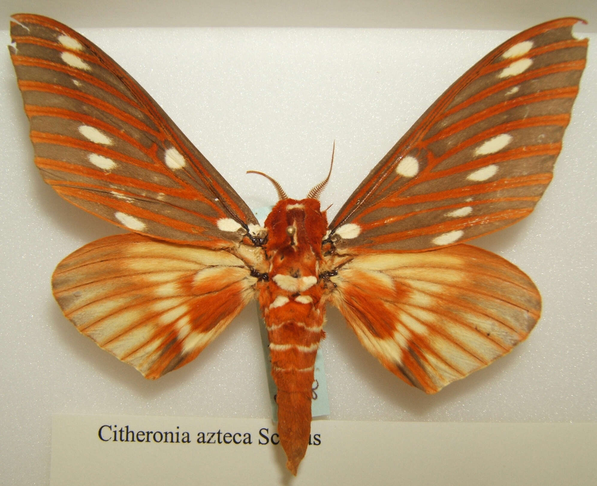 Image of Citheronia azteca Schaus 1896