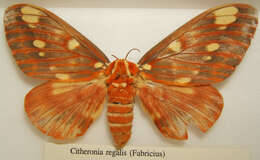 Image of Regal Moth