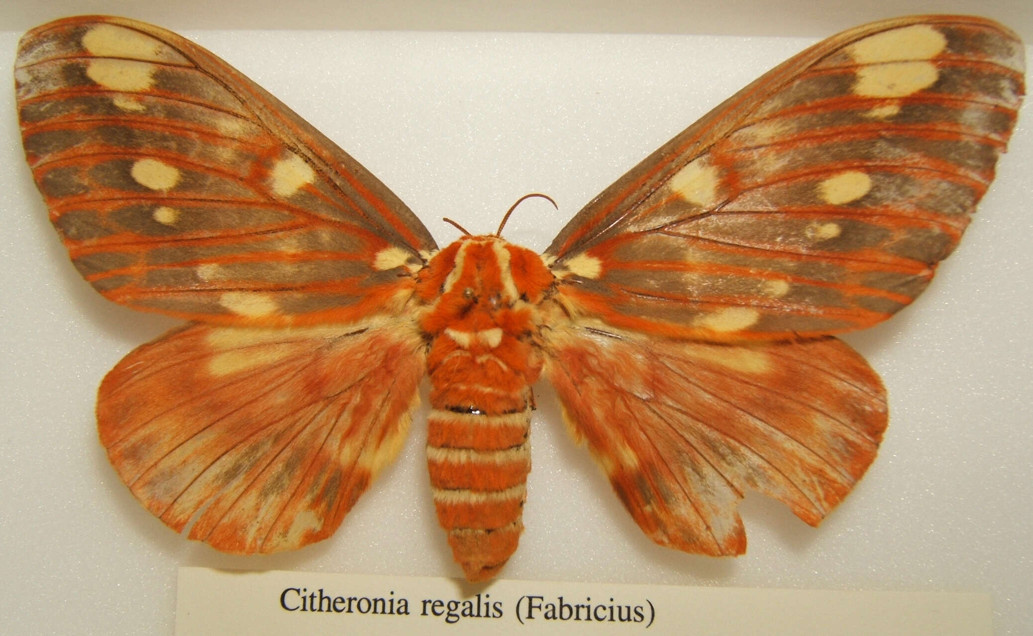 Image of Regal Moth