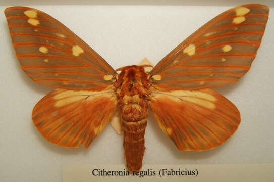 Image of Regal Moth