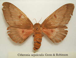 Imagem de Citheronia sepulcralis Grote & Robinson 1865