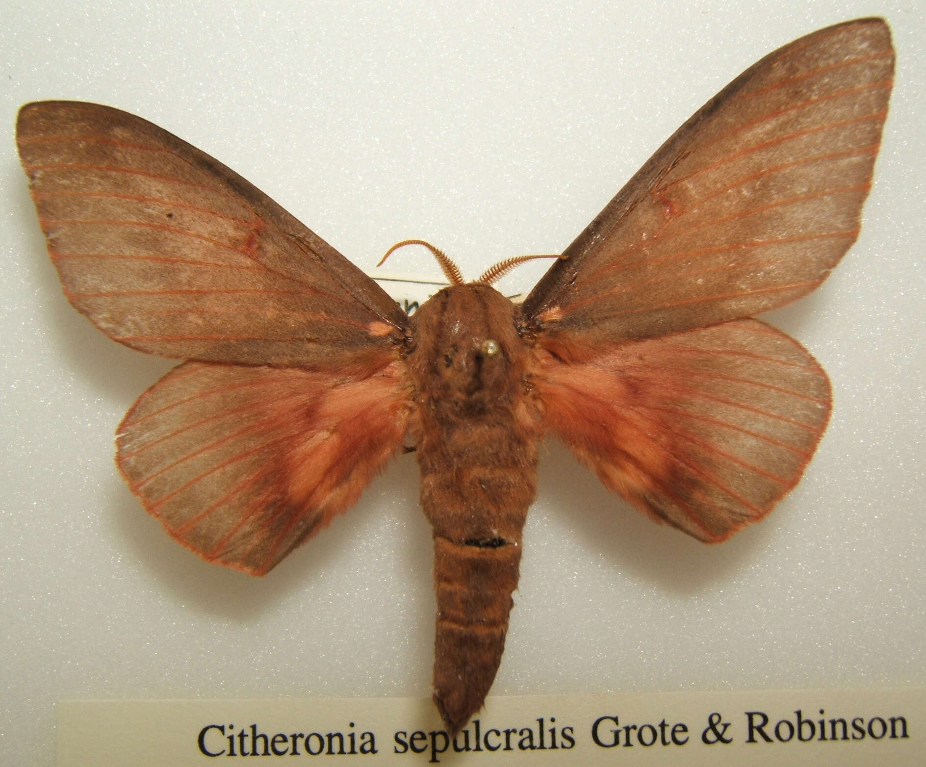 Imagem de Citheronia sepulcralis Grote & Robinson 1865