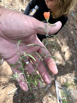 Image of juniper globemallow