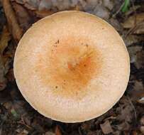 Image of Red Pine Mushroom