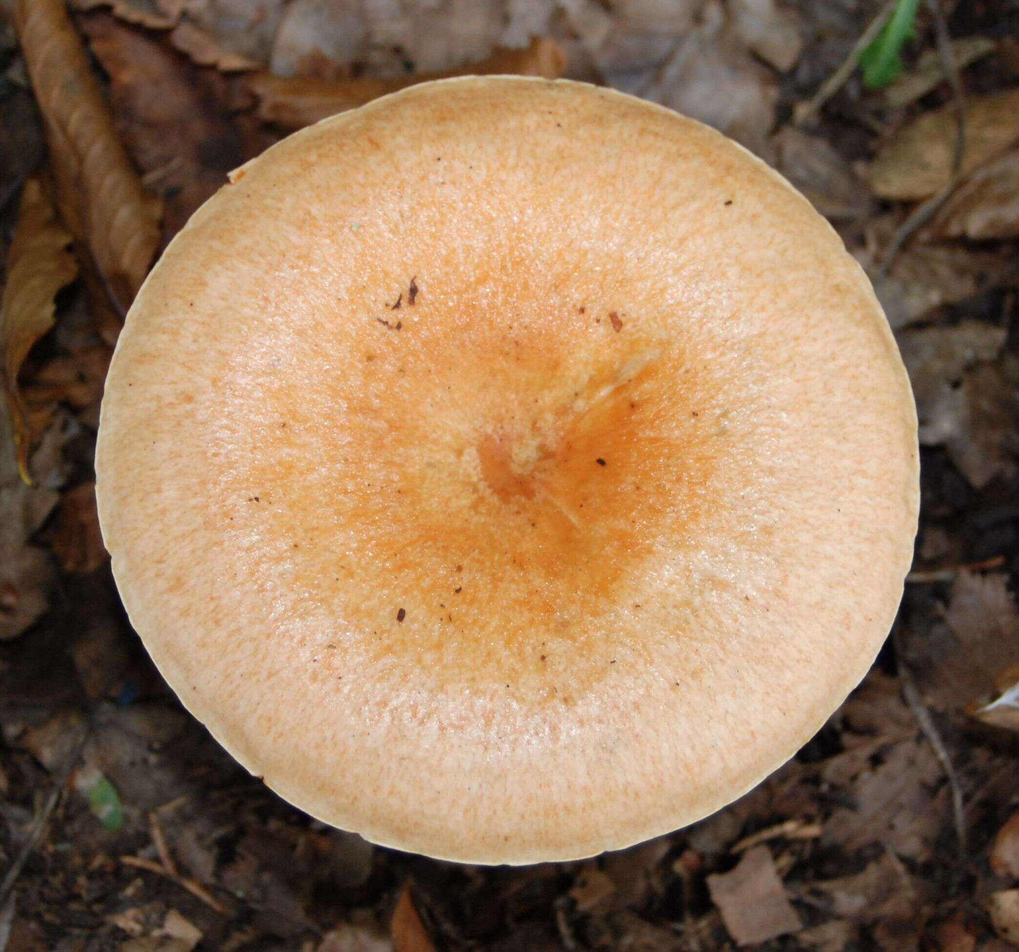 Image of Red Pine Mushroom