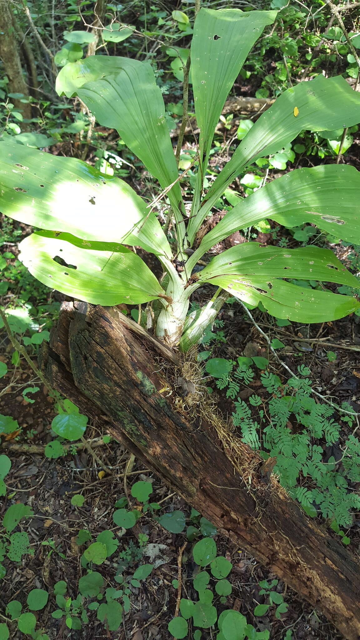 Image of Catasetum integerrimum Hook.