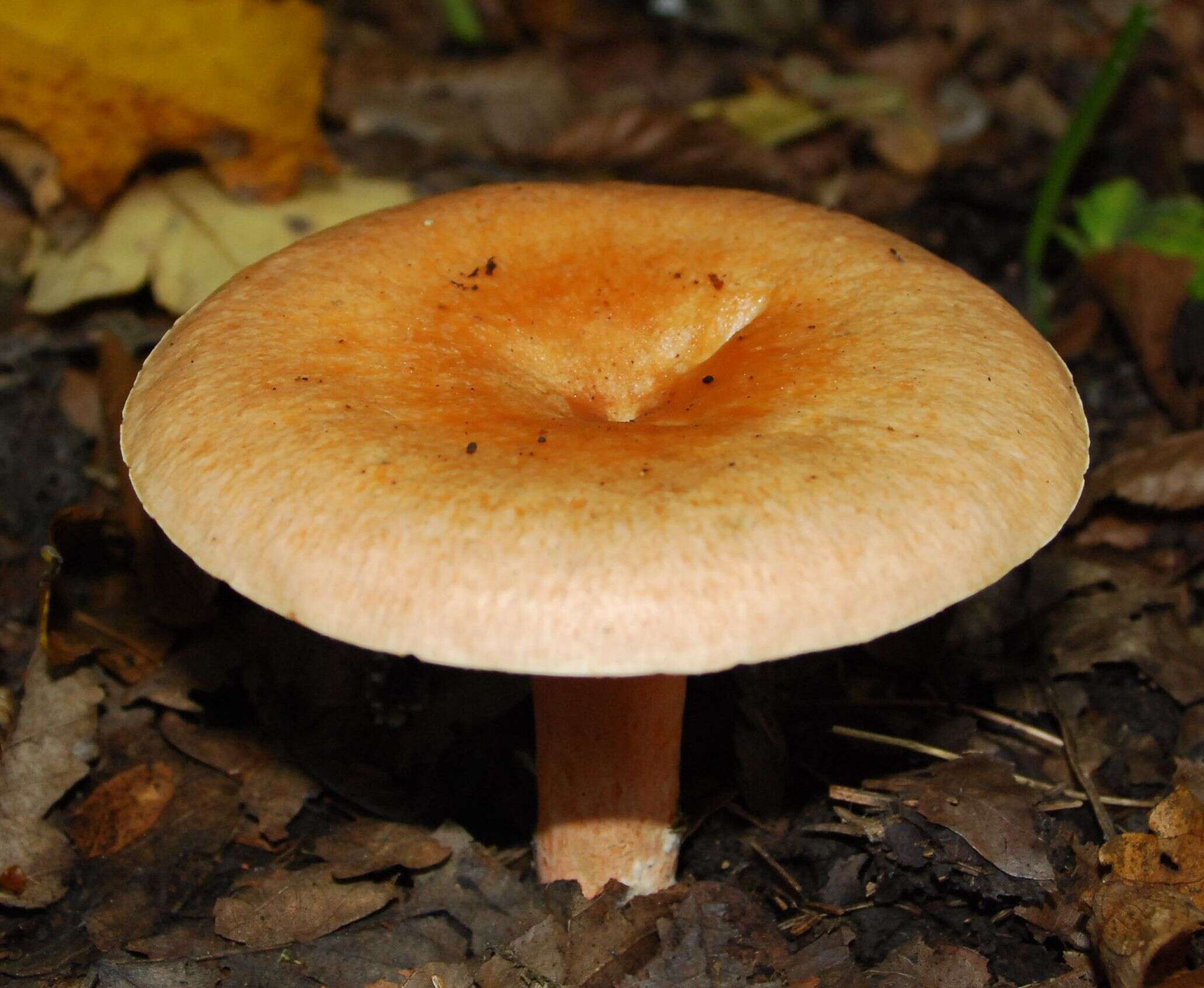 Image of Red Pine Mushroom