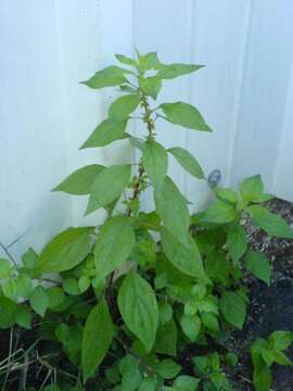 Image of pellitory-of-the-wall