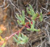 Imagem de Ruschia multiflora (Haw.) Schwant.