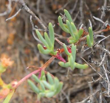 Imagem de Ruschia multiflora (Haw.) Schwant.