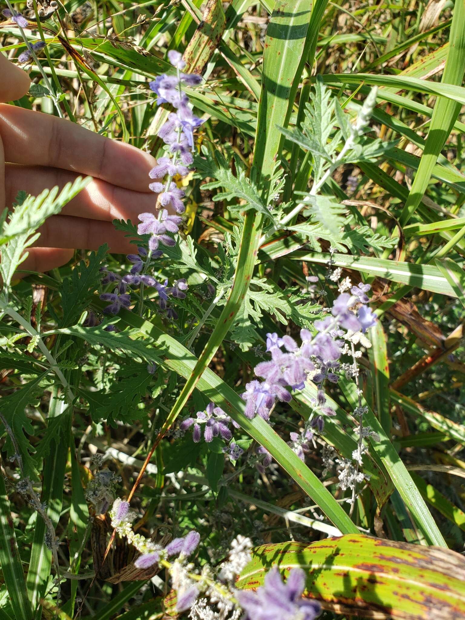 Image of <i>Salvia yangii</i>