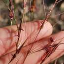 Image of Scented Grass