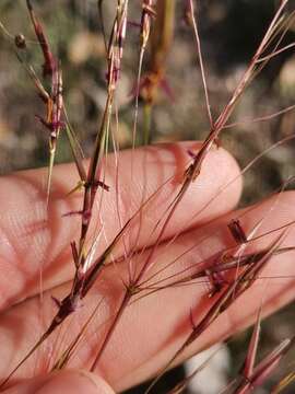 Image of Scented Grass