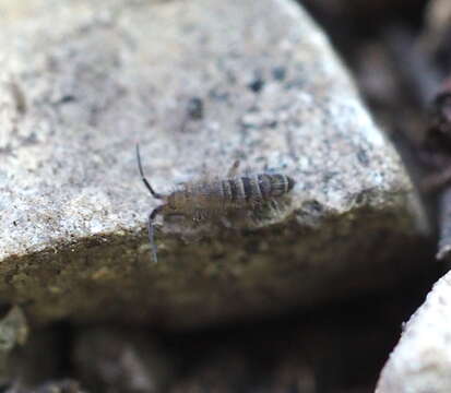 Image of Orchesella bifasciata Nicolet & H 1842