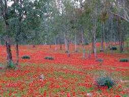 Image of lilies-of-the-field