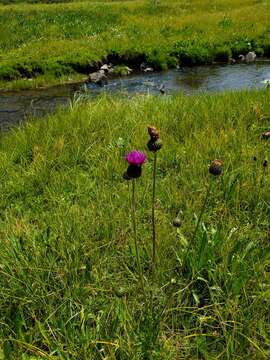 Imagem de Cirsium grahamii A. Gray