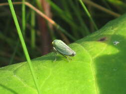 Image of Cicadella viridis (Linnaeus 1758)