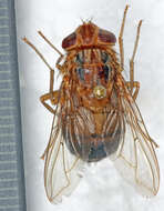 صورة Cordylobia anthropophaga (Blanchard & Berenger-Feraud 1872)