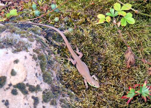 Image of Western Green Lizard