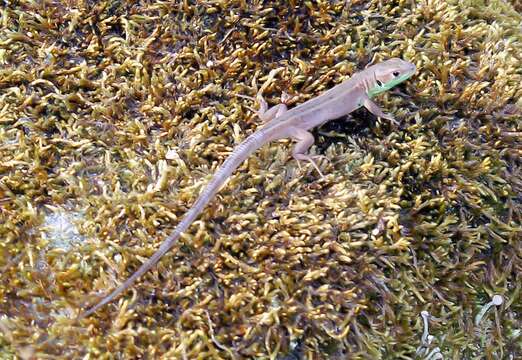 Image of Western Green Lizard