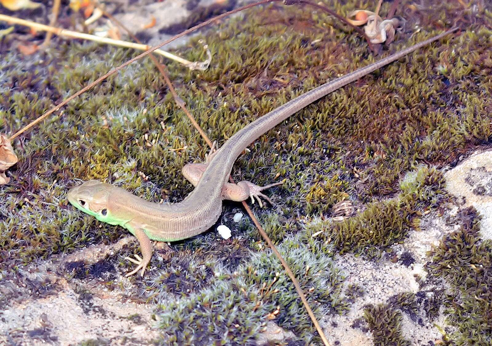 Image of Western Green Lizard