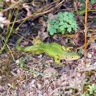 Image of Western Green Lizard